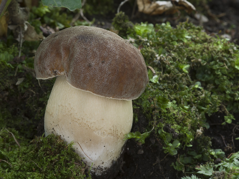 Boletus aereus